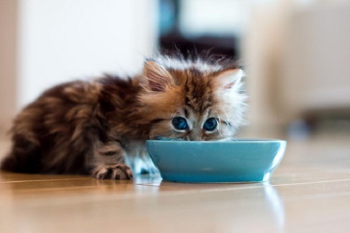 تغییر غذای گربه
