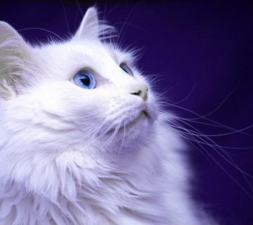 گربه ترکیش