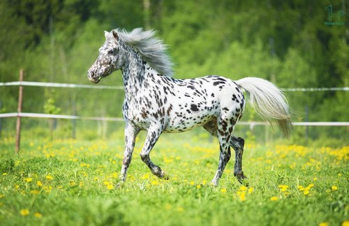 اسب آپالوسا چیست؟