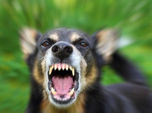 تشخیص زود هنگام بیماری هاری در سگ ها 