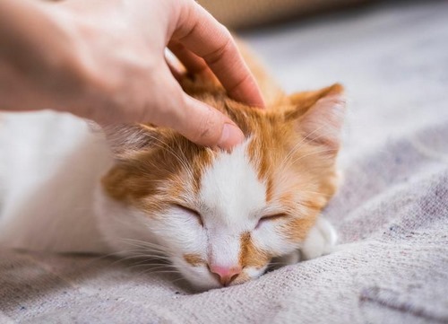 علت سرفه و خس خس گربه چیست؟