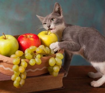 میوه برای گربه