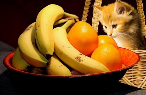 میوه های ممنوع برای گربه