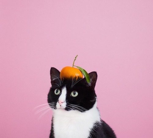میوه برای انواع نژاد های گربه