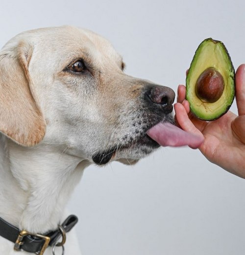 میوه های ممنوع برای سگ