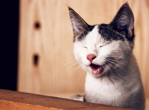 درمان برونشیت گربه