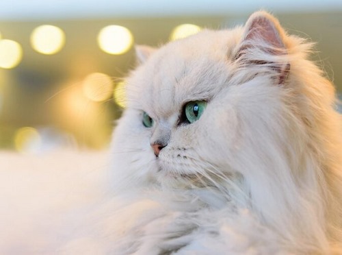 خرید بچه گربه وارداتی در ایران ممکن است؟