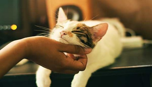 درمان خانگی سرفه گربه