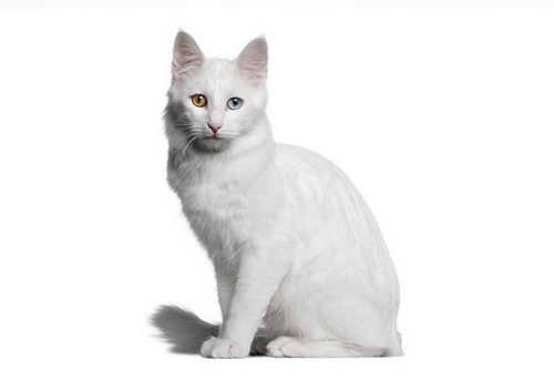 طول عمر این گربه ها چقدر است؟