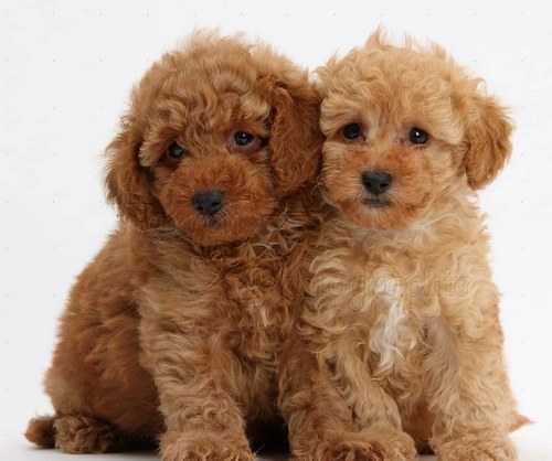 مقایسه سگ پامرانین با پودل برای خریدن در ایران به چه صورت می باشد؟