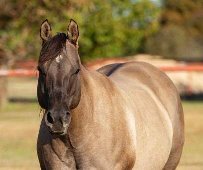 ویژگی های زشت ترین اسب ها چیست؟