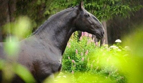 زشت ترین اسب دنیا از چه نژادی است؟