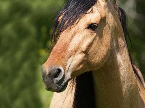 عجیب ترین اسب دنیا از چه نژادی است؟