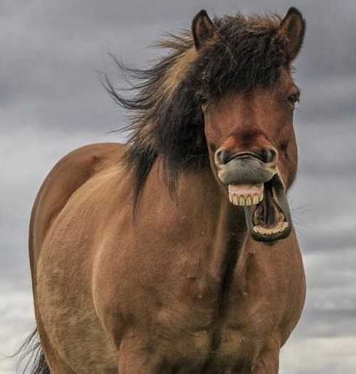 زشت ترین اسب عرب دنیا