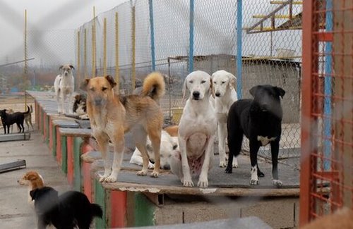 پناهگاه حیوانات در تهران