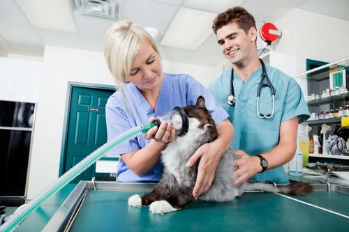 بهترین دامپزشک ساری در زمینه گربه ها