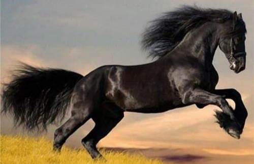 دیدن اسب در رویا به معنی قدرت است؟