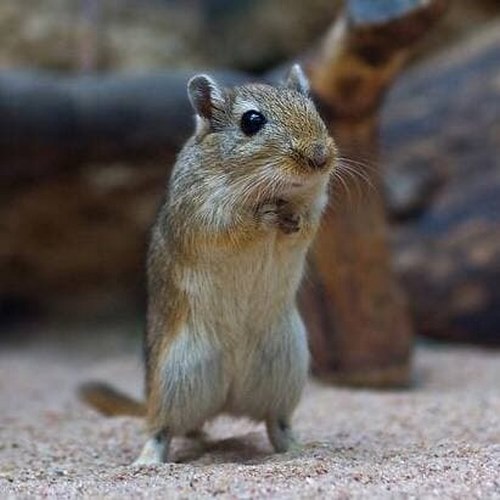 انواع موش صحرایی کدامند؟