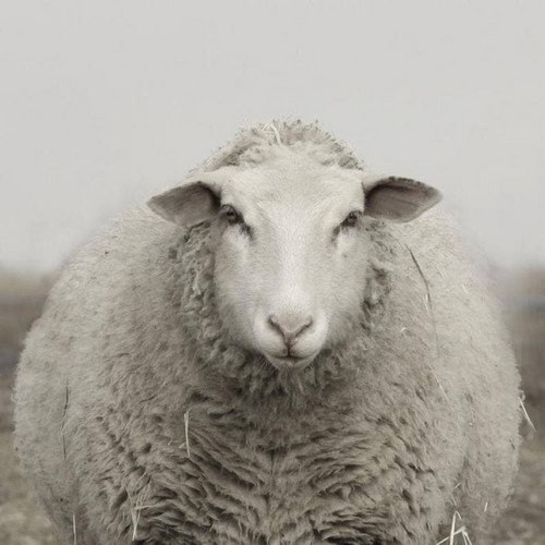 تعبیر خواب گوسفند از نظر قرآن چیست؟