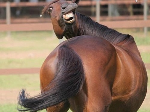 زشت ترین اسب کرد از چه نژادی است؟