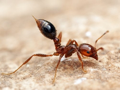 درمان نیش مورچه آتشین چگونه است؟