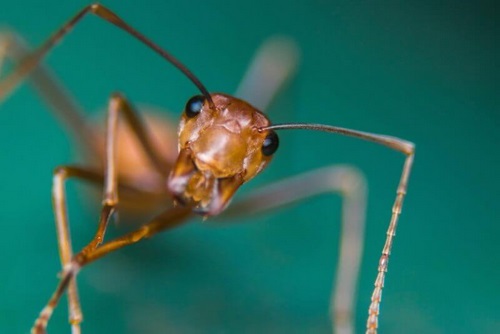 دردناک ترین مورچه های جهان