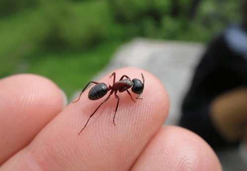 چرا نیش مورچه دردناک است؟