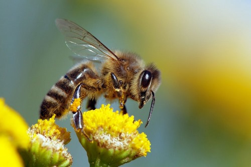 داروی نیش زدن زنبورعسل چیست؟