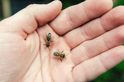 نیش زدن زنبورعسل