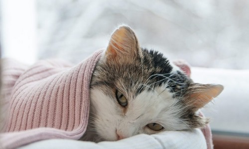 درمان ذات الریه گربه چگونه است؟