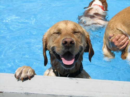آیا سگ برای شنا کردن نیاز به آموزش دارد؟