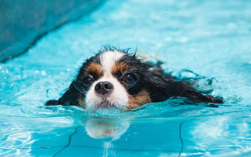 شنای سگ
