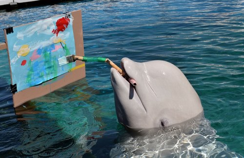 دلفین ها چگونه با هم ارتباط برقرار می کند؟