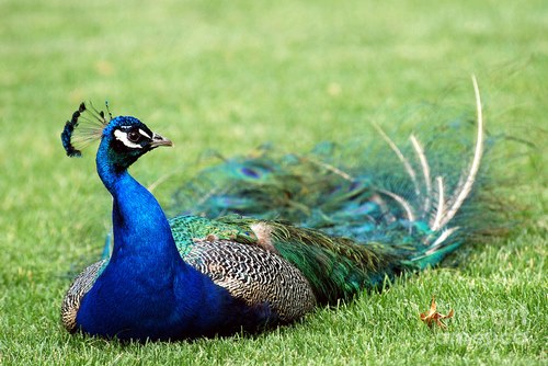 پرورش طاووس چگونه ممکن می شود؟