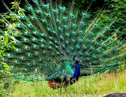 هر آنچه در خصوص طاووس باید بدانید؟