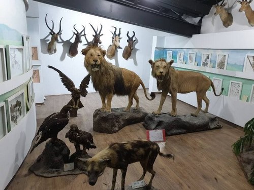 موزه حیوانات در کشور