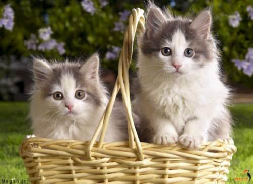 7 مورد از محبوب ترین نژاد های گربه خانگی دنیا