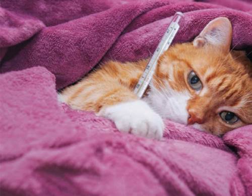 تقویت گربه مریض چگونه ممکن می شود؟