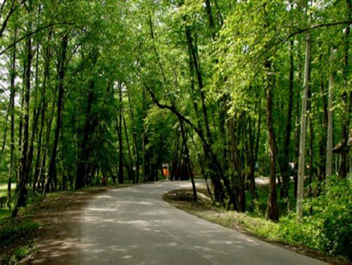 عکس جنگل کشپل