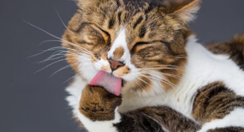 چگونه توپ های مویی در گربه را درمان کنیم؟