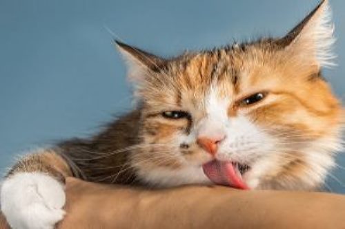 بزاق دهان گربه چه حکمی دارد؟