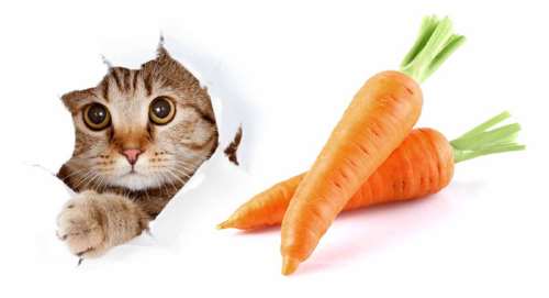 آیا گربه ها با رژیم گیاهخواری می توانند زنده بمانند؟