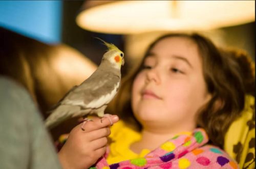 ضرر پرندگان برای بچه ها چیست؟