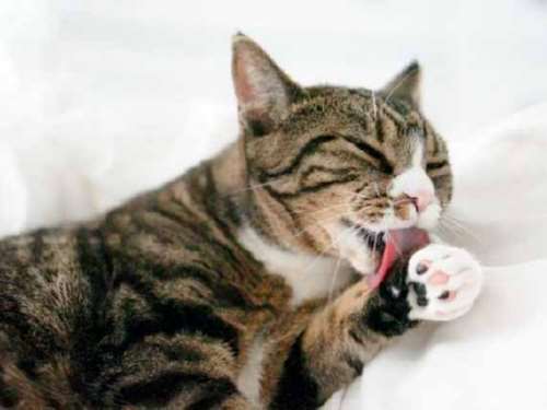 علت ریزش بزاق از دهان گربه ها چیست؟