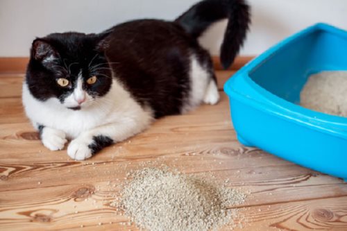 مواد اصلی تشکیل دهنده انواع خاک های گربه کدامند؟