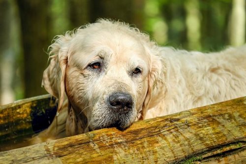 اختلال شناختی در سگ های مسن