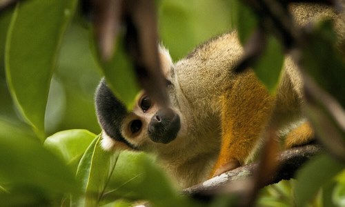 شگفت انگیز ترین حیوانات جنگل آمازون کدامند؟