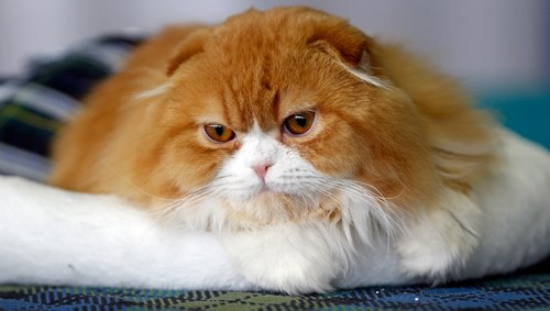 خصوصیات گربه های نارنجی چیست؟