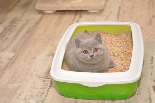 قیمت خاک گربه از جنس کاج چقدر است؟