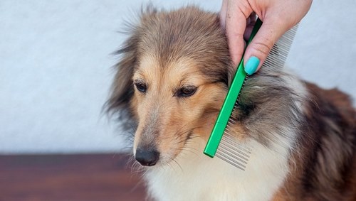 بهترین برس ها برای سگ های مو بلند کدامند؟